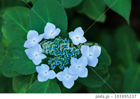 梅雨空に色鮮やかに咲き誇る紫陽花の花たち 103895237