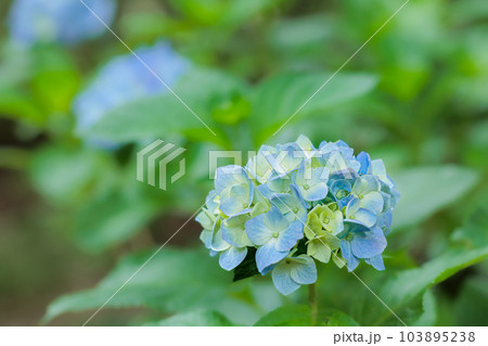 梅雨空に色鮮やかに咲き誇る紫陽花の花たち 103895238