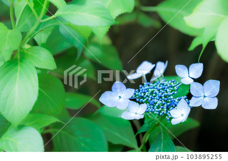 梅雨空に色鮮やかに咲き誇る紫陽花の花たち 103895255