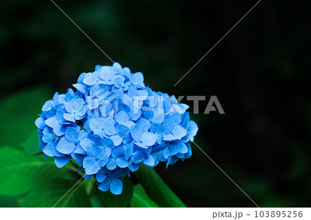 梅雨空に色鮮やかに咲き誇る紫陽花の花たち 103895256