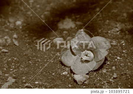 枯れ落ちた椿の花の写真素材 [103895721] - PIXTA