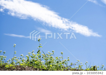 蕎麦畑と青い空 103895942