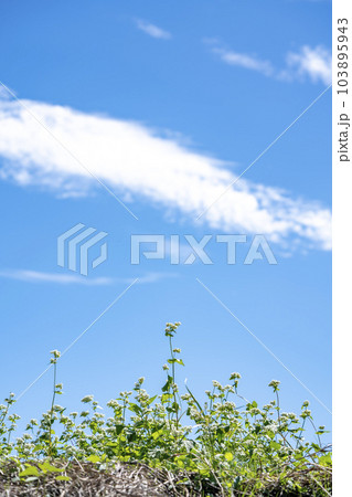 蕎麦畑と青い空 103895943