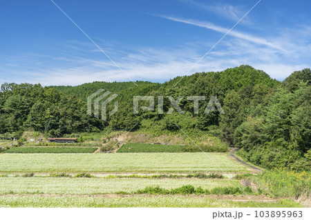 蕎麦畑と青い空 103895963