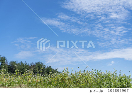 蕎麦畑と青い空 103895967