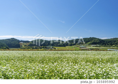 蕎麦畑と青い空 103895992