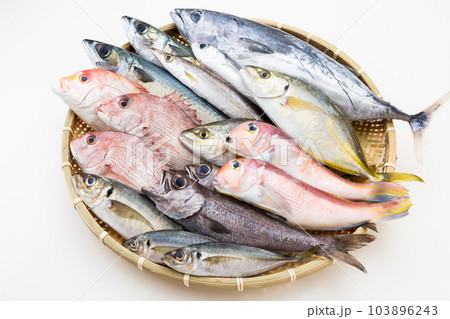 鮮魚集合 鮮魚集合 103896243