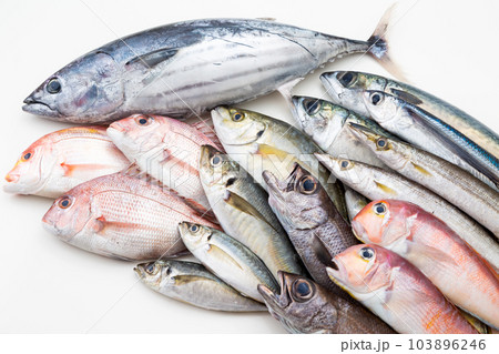 鮮魚集合 鮮魚集合 103896246