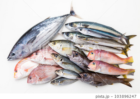 鮮魚集合 103896247