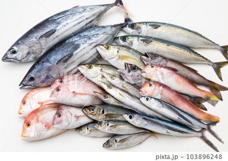 鮮魚集合 103896248