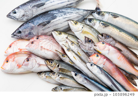 鮮魚集合 鮮魚集合 103896249