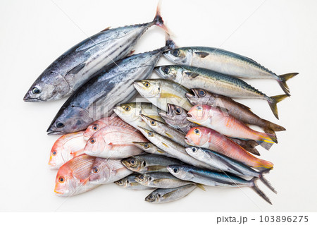 鮮魚集合 103896275
