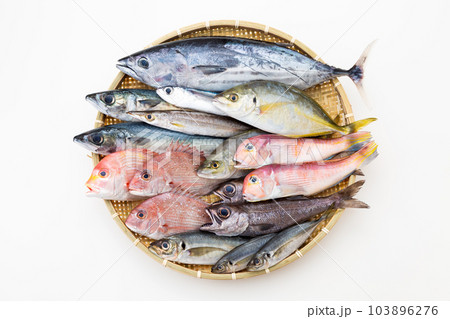 鮮魚集合 103896276