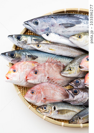 鮮魚集合 103896277