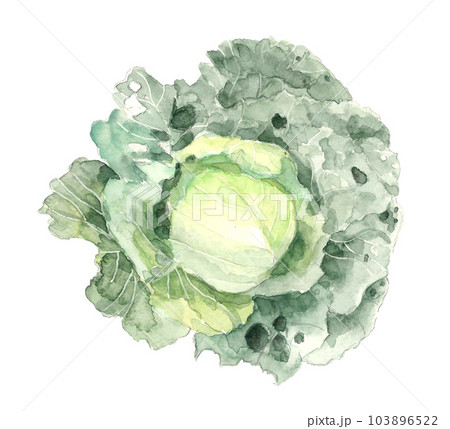 水彩で描いた無農薬で育てた虫食いのあるキャベツのイラスト白バック透過背景 103896522