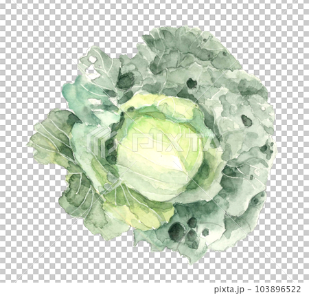水彩で描いた無農薬で育てた虫食いのあるキャベツのイラスト白バック透過背景 103896522