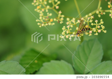 キンケハラナガツチバチのオス キンケハラナガツチバチのオス 103896554