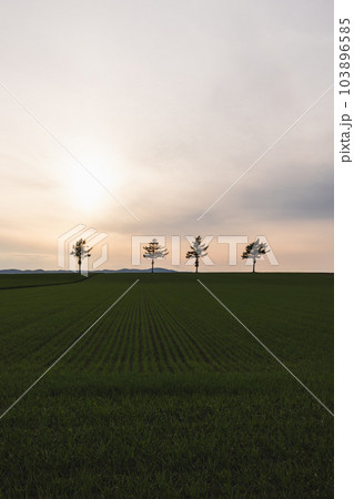 北海道女満別のメルヘンの丘の風景 103896585