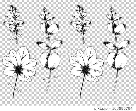 シルバーリーフのモノクロイラスト シルバーリーフのモノクロイラスト 103896794