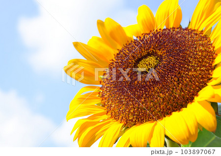 明るい青空と向日葵の花のクローズアップ、一輪のヒマワリの花 103897067