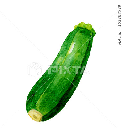 ズッキーニ 夏野菜の手描き水彩イラスト素材 ズッキーニ 夏野菜の手描き水彩イラスト素材 103897589