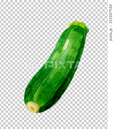 ズッキーニ 夏野菜の手描き水彩イラスト素材 ズッキーニ 夏野菜の手描き水彩イラスト素材 103897589