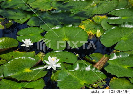 見頃を迎えた鴨池のスイレン 103897590