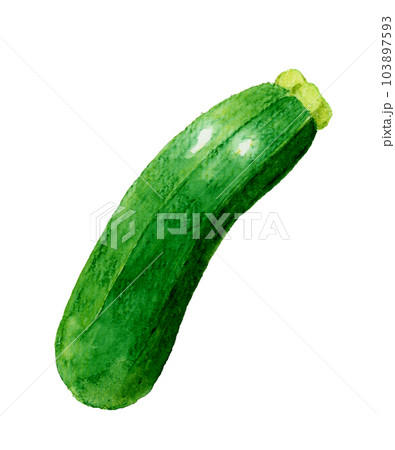 ズッキーニ　夏野菜の手描き水彩イラスト素材 103897593