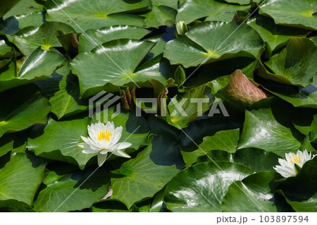 見頃を迎えた鴨池のスイレン 見頃を迎えた鴨池のスイレン 103897594