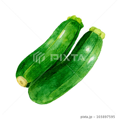 ズッキーニ2本セット　夏野菜の手描き水彩イラスト素材 103897595