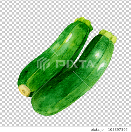 一套2個西葫蘆夏季蔬菜手繪水彩插圖素材 103897595