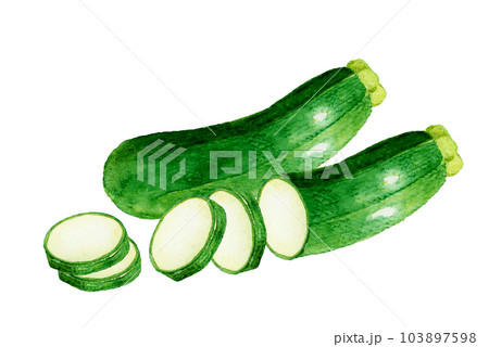 輪切りにしたズッキーニ　夏野菜の手描き水彩イラスト素材 103897598