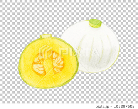白南瓜切成兩半（厄爾的南瓜）手繪水彩插畫夏日蔬菜 103897608
