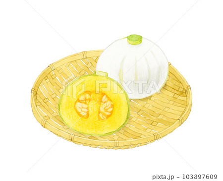 半分にカットした白いかぼちゃ（伯爵かぼちゃ）　夏野菜の手描き水彩イラスト素材 103897609