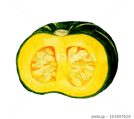 半分にカットした西洋かぼちゃ　夏野菜の手描き水彩イラスト素材 103897620