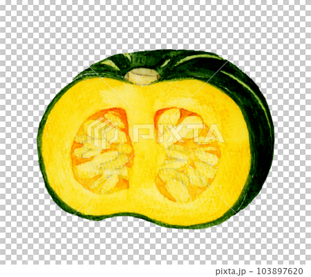 Western pumpkin cut in half Hand drawn watercolor illustration material of summer vegetables 103897620