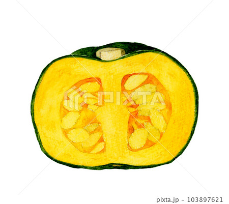 半分にカットした西洋かぼちゃ　夏野菜の手描き水彩イラスト素材 103897621