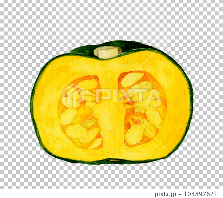 Western pumpkin cut in half Hand drawn watercolor illustration material of summer vegetables 103897621