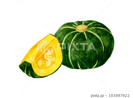 1/4にカットした西洋かぼちゃ　夏野菜の手描き水彩イラスト素材 103897622