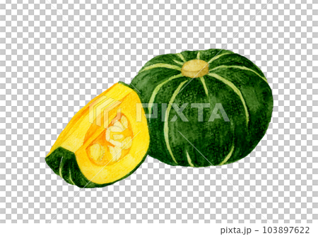 1/4にカットした西洋かぼちゃ　夏野菜の手描き水彩イラスト素材 103897622