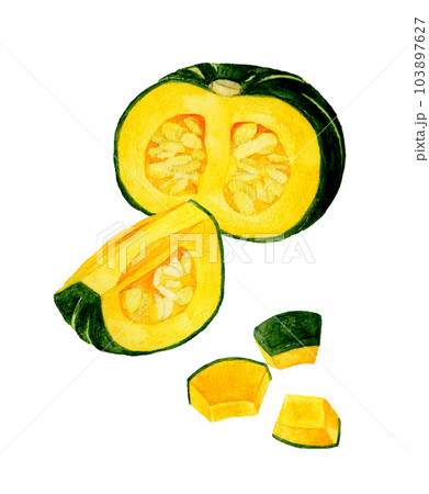 カットした西洋かぼちゃ　夏野菜の手描き水彩イラスト素材 103897627