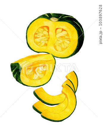 カットした西洋かぼちゃ　夏野菜の手描き水彩イラスト素材 103897628