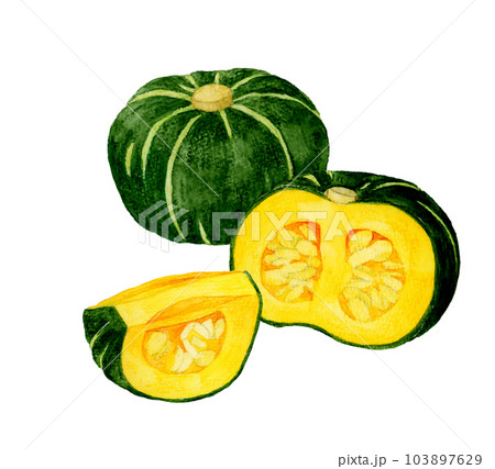 半分&1/4にカットした西洋かぼちゃ 夏野菜の手描き水彩イラスト素材 半分&1/4にカットした西洋かぼちゃ 夏野菜の手描き水彩イラスト素材 103897629