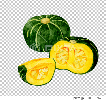 半分&1/4にカットした西洋かぼちゃ 夏野菜の手描き水彩イラスト素材 半分&1/4にカットした西洋かぼちゃ 夏野菜の手描き水彩イラスト素材 103897629