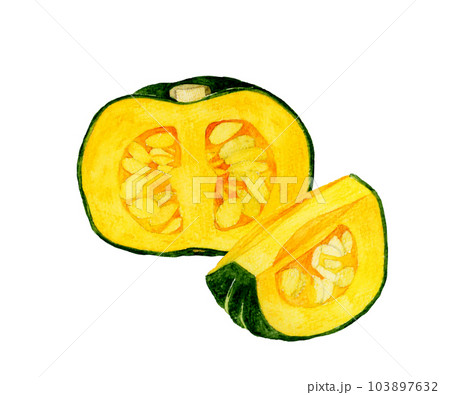 半分&1/4にカットした西洋かぼちゃ 夏野菜の手描き水彩イラスト素材 半分&1/4にカットした西洋かぼちゃ 夏野菜の手描き水彩イラスト素材 103897632