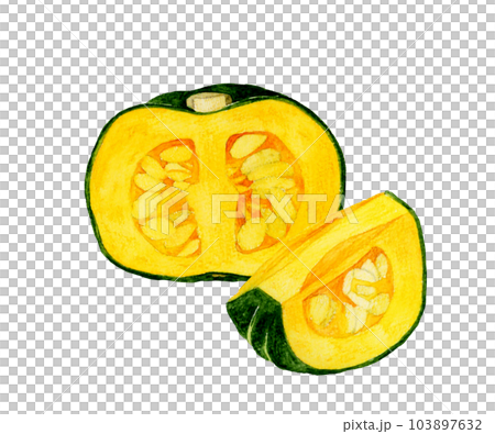 半分&1/4にカットした西洋かぼちゃ 夏野菜の手描き水彩イラスト素材 半分&1/4にカットした西洋かぼちゃ 夏野菜の手描き水彩イラスト素材 103897632