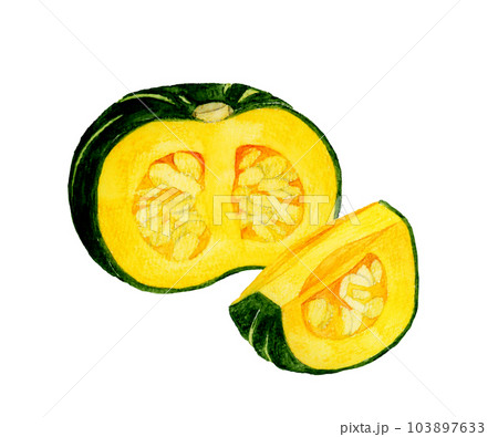 半分&1/4にカットした西洋かぼちゃ 夏野菜の手描き水彩イラスト素材 半分&1/4にカットした西洋かぼちゃ 夏野菜の手描き水彩イラスト素材 103897633