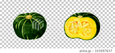 Western pumpkin cut in half Hand drawn watercolor illustration material of summer vegetables 103897637