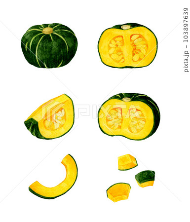 西洋かぼちゃのセット　夏野菜の手描き水彩イラスト素材集 103897639