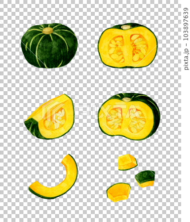 西洋かぼちゃのセット　夏野菜の手描き水彩イラスト素材集 103897639
